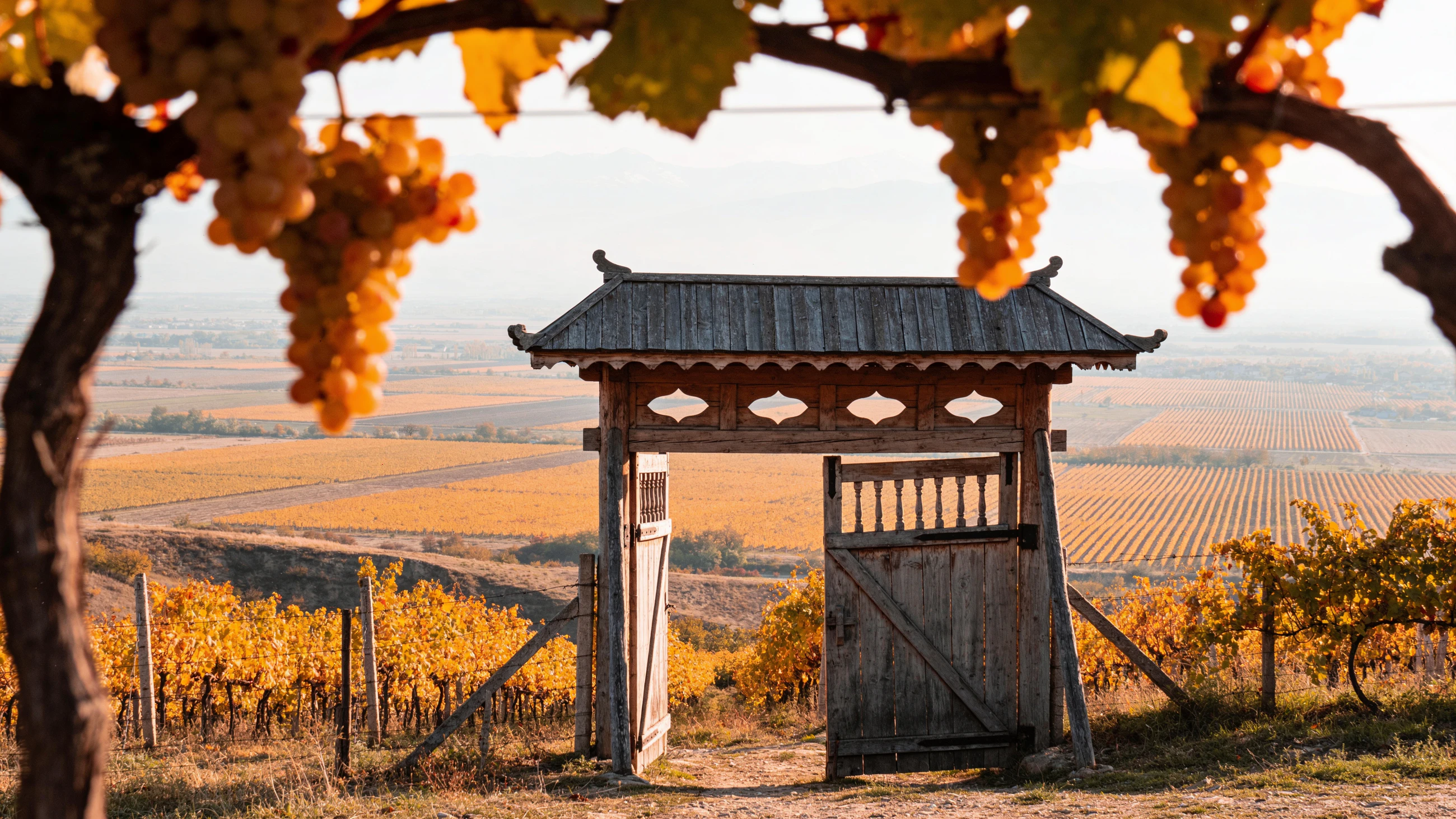 Synthetic contextual dry-land material study; it is not a Kakheti vineyard or live harvest record.