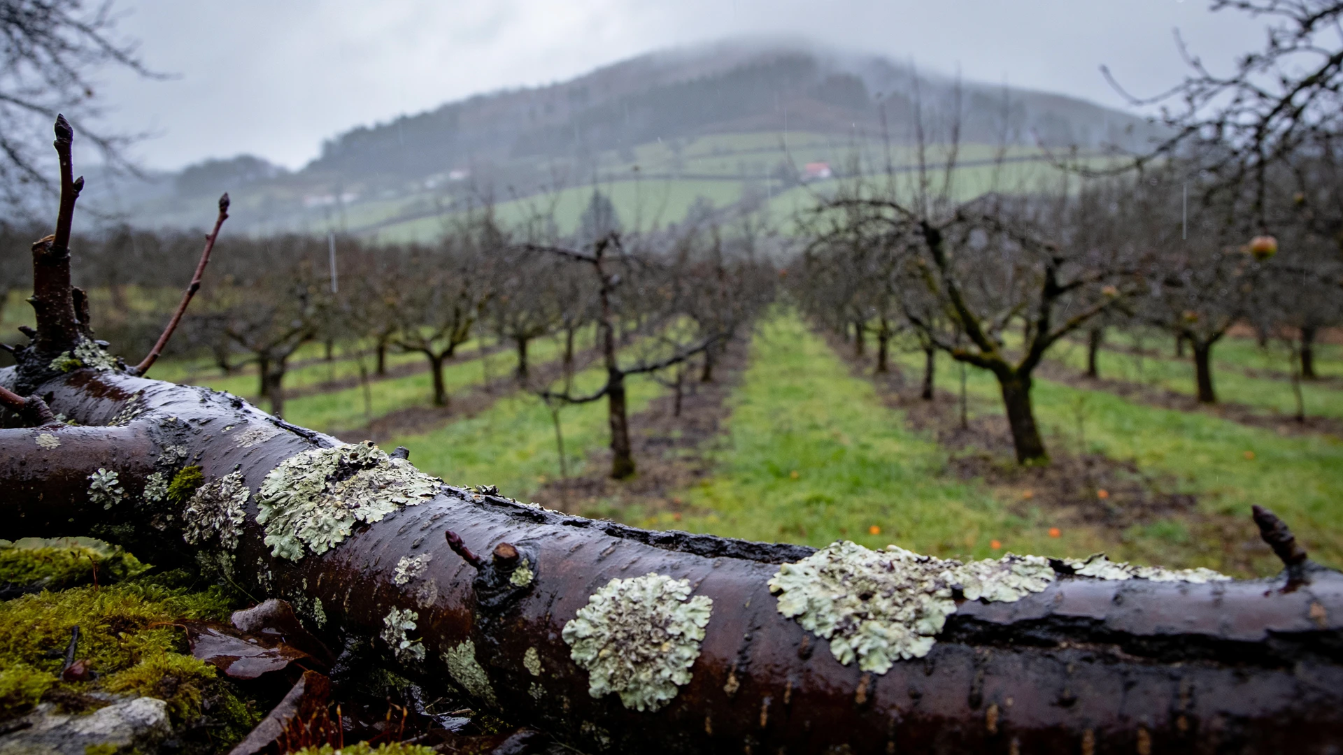 Synthetic contextual material study used as atmosphere for a post-harvest production Journey.