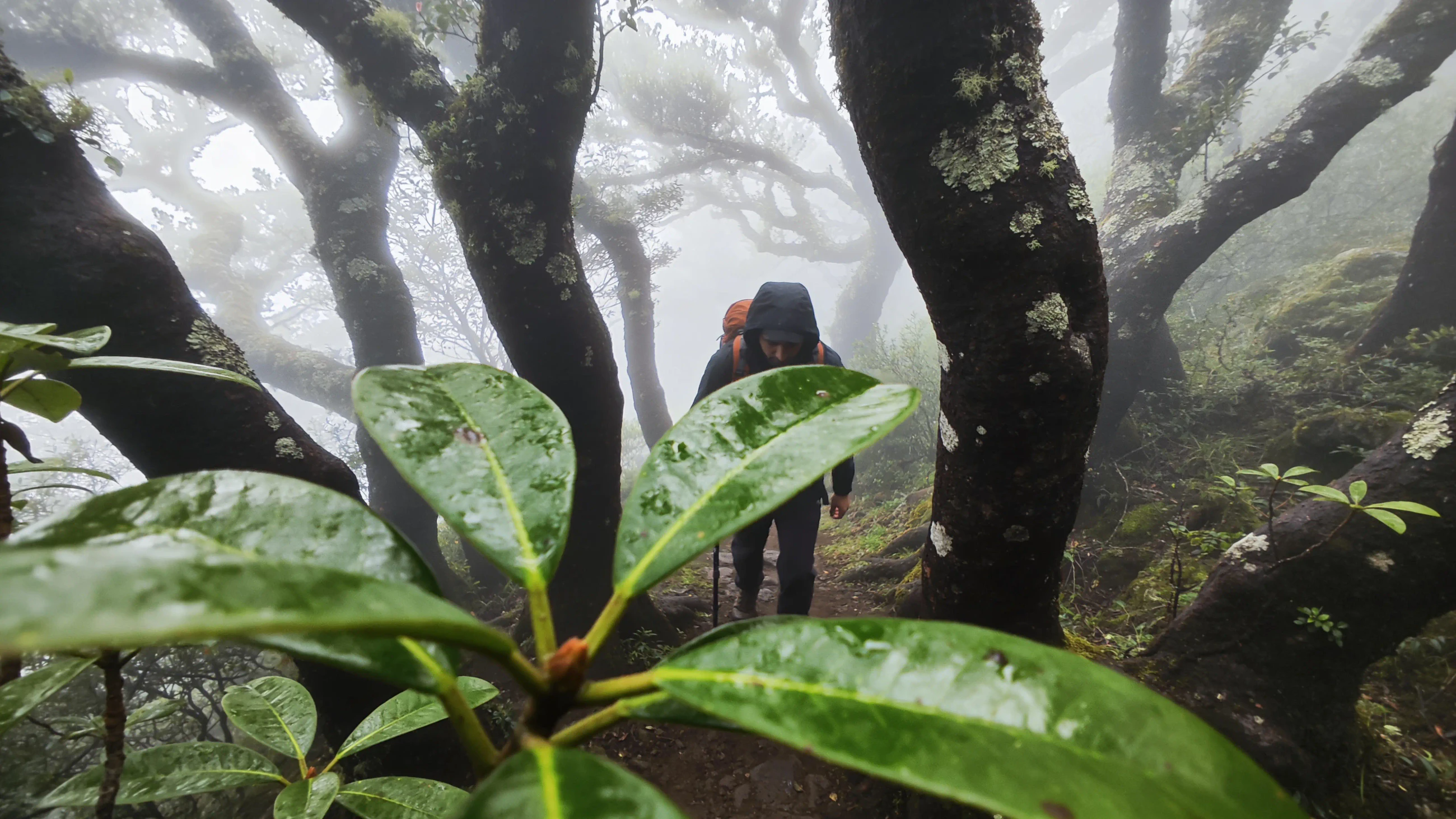 Synthetic contextual study of wet vertical terrain, cloud depth and volcanic mineral transition.